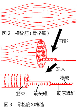 筋肉の基礎知識１ 横紋筋と平滑筋 赤筋と白筋 遅筋と速筋 関節を動かす筋肉